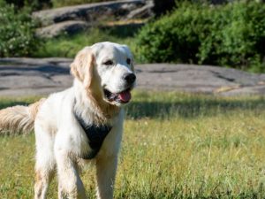 labrador - supercroquettes